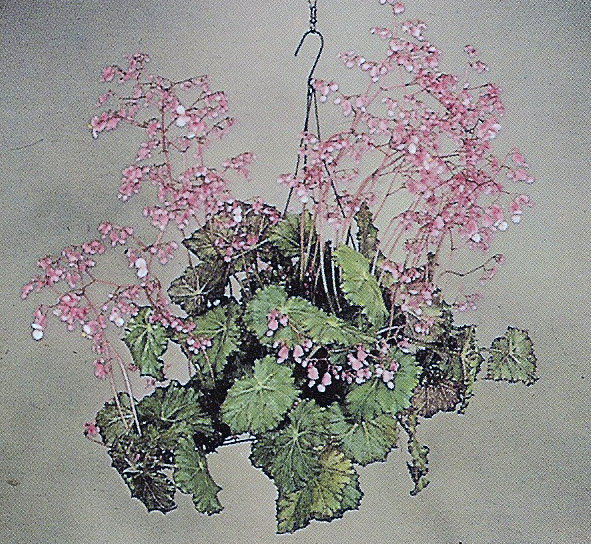 B. ‘Raquel Wood’